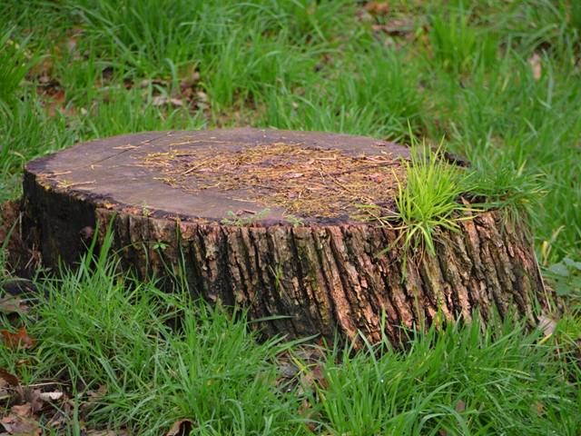 stump-grinding-services-6-kireth-ai