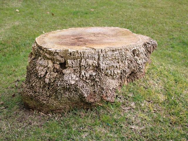 stump-grinding-services-8-kireth-ai