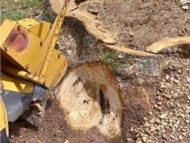 stump-grinding-services-3-kireth-ai