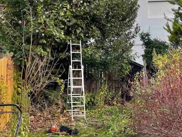 tree-surgery-services-7-kireth-ai