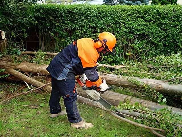 tree-surgery-services-2-kireth-ai