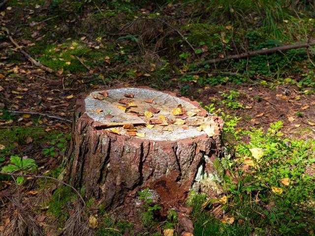 stump-grinding-services-1-kireth-ai