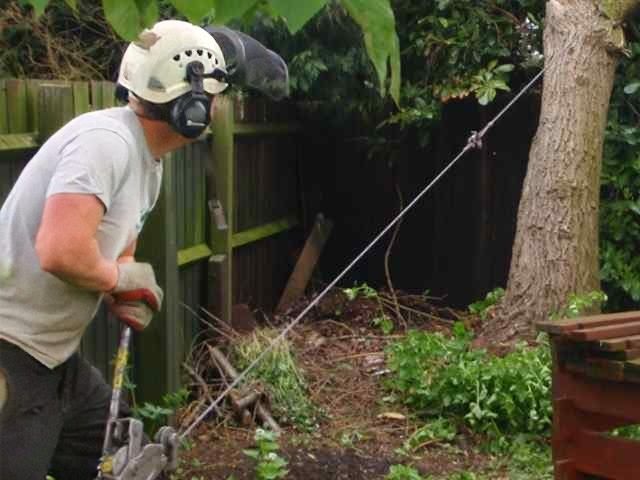 tree-surgery-services-10-kireth-ai