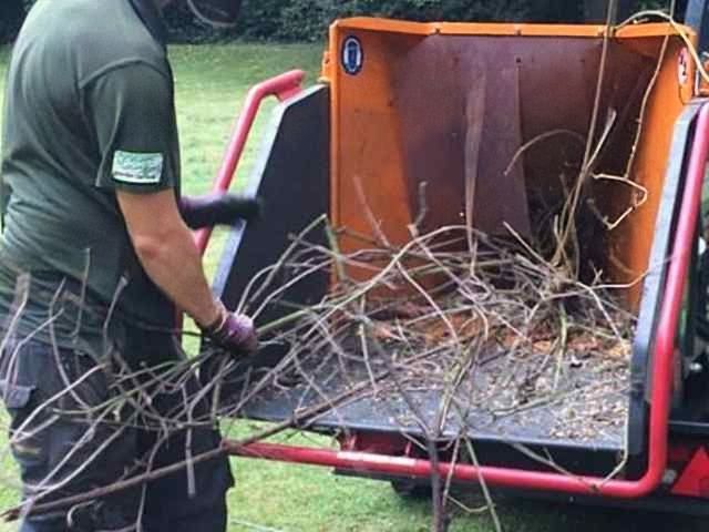 tree-surgery-services-5-kireth-ai