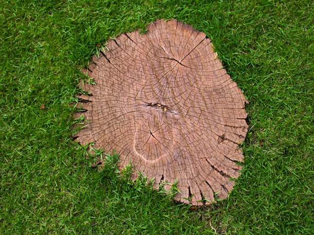 stump-grinding-services-12-kireth-ai