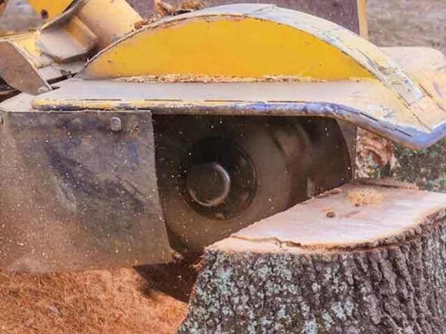 stump-grinding-services-7-kireth-ai