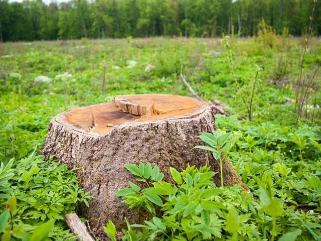 stump-grinding-services-4-kireth-ai