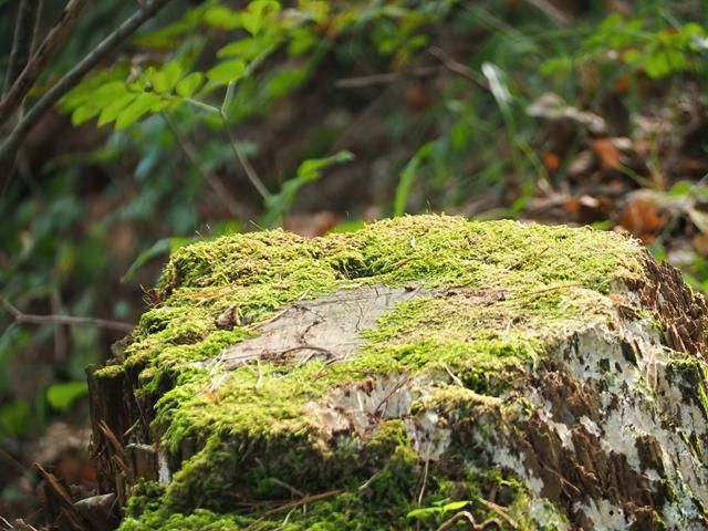 stump-grinding-services-10-kireth-ai